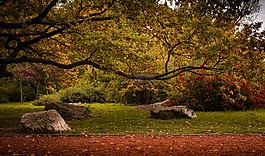 公園,布達佩斯,秋