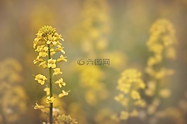 花,春,黃色