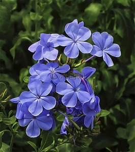 花,福祿考,花園