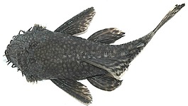 鯰魚,生物學(xué),魚
