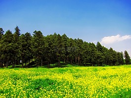 日本,景觀,景區