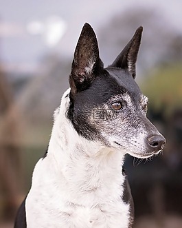 獵犬,狗,動物