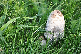 真菌,毒蕈,森林