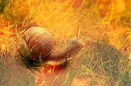 蝸牛,殼,動物