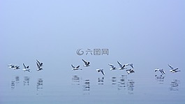 霧,海鷗,鏡像