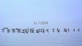 霧,海鷗,鏡像