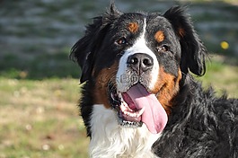 伯恩山犬,大狗,熟