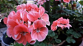 花,天竺葵,植物區(qū)系
