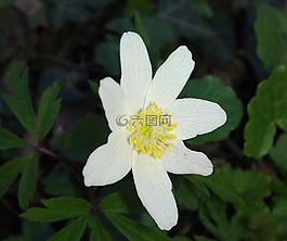 海葵 nemorosa,野生花卉,森林