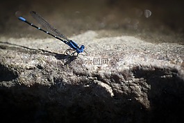 蜻蜓,翼,蓝色
