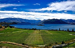 新西兰,葡萄园,rippon