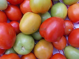 收獲,番茄,食品