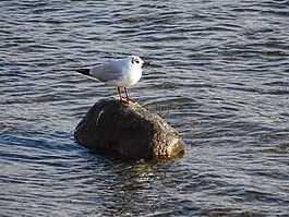 鳥,性質(zhì),河