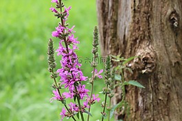 花,紫,性質(zhì)