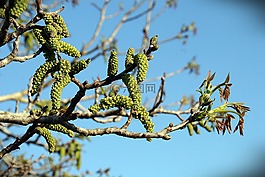 春,开花,分支机构