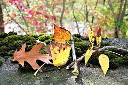 苔蘚,秋,撕裂
