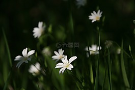 性質(zhì),花,春天