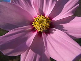 秋季,花,紫