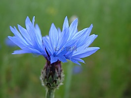 性質(zhì),花,藍(lán)色