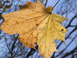 秋季,葉子,枯萎