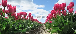 郁金香,鮮花,荷蘭