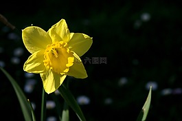 性質(zhì),春天,花