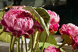 花,假,人工