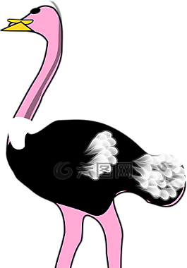 鴕鳥,鳥,動物