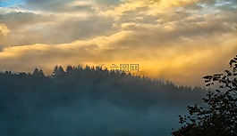 霧,日落,森林