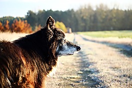 狗,邊境牧羊犬,牧羊狗