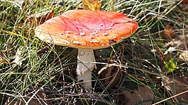 飛木耳,性質(zhì),秋季