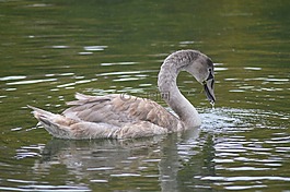 天鵝,鳥,湖