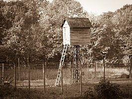 怪異,樹(shù),sephia