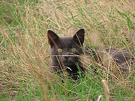 猫,黑,草
