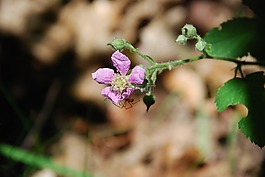 開花,野果,森林