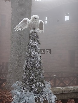 貓頭鷹,氣氛,模糊