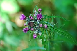紫,開花,森林