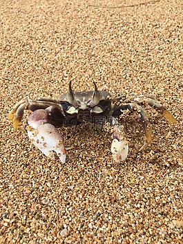 蟹,動物,海灘