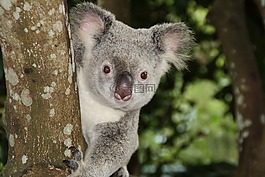 澳大利亞,動物園,考拉熊