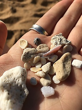 貝殼,海灘,海