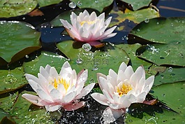 水,睡蓮,水生植物