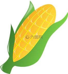 玉米,叶,新鲜