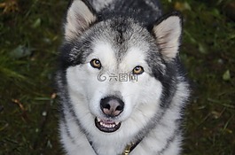 狗,動物,性質(zhì)
