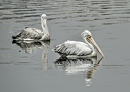 水,鵜,鳥