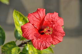 槿,錦葵,花
