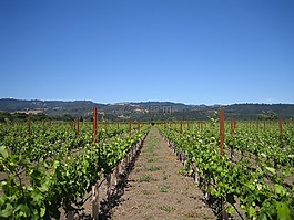酒廠,葡萄酒,原野
