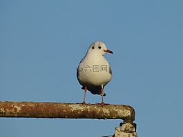 鳥,海鷗,羽毛