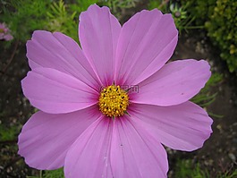 粉紅色,花,盛開