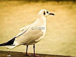 海鷗,鳥,動(dòng)物