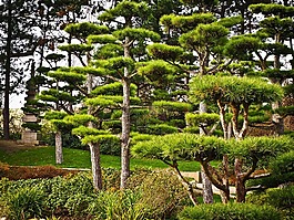 樹木,日本,東北紅豆杉